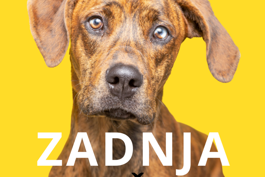 ZADNJA PRILOŽNOST! 10% na vse VarioCage avtobokse + MIMsafe zaščita GRATIS